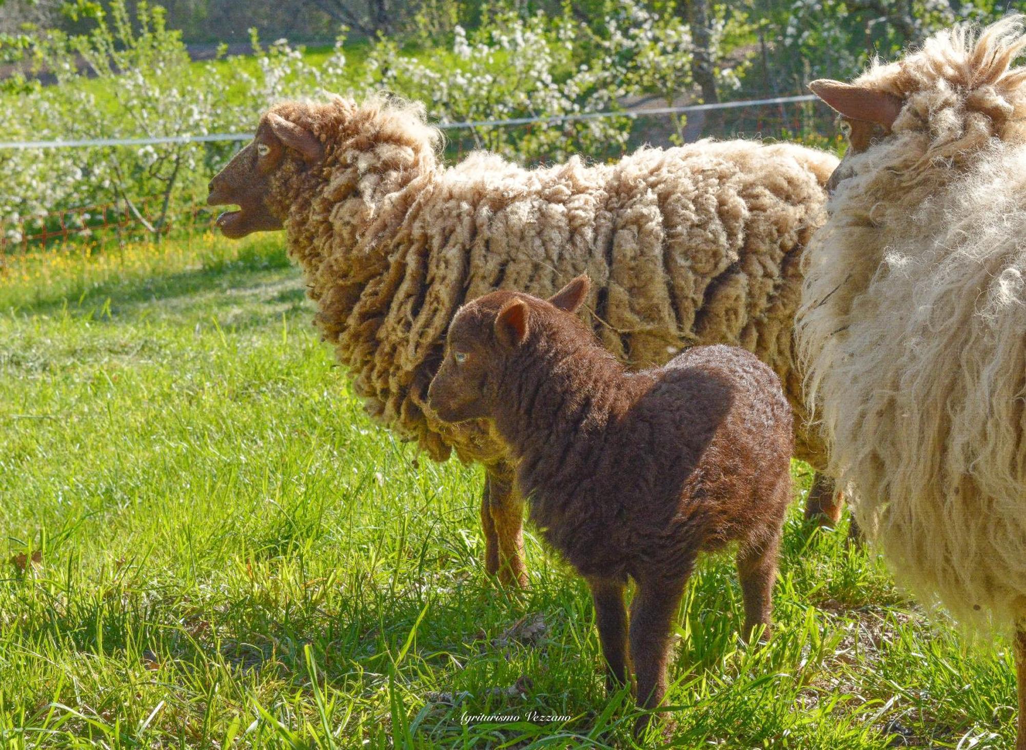 Agriturismo Vezzano Chiusi della Verna Exterior foto